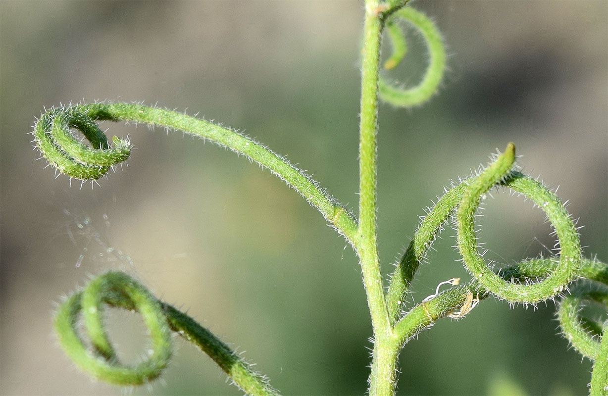 Изображение особи Strigosella brevipes.