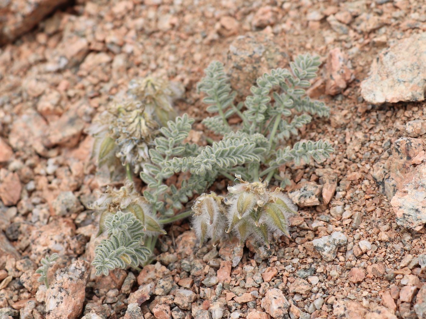 Изображение особи Oxytropis terekensis.