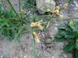 genus Bolboschoenus