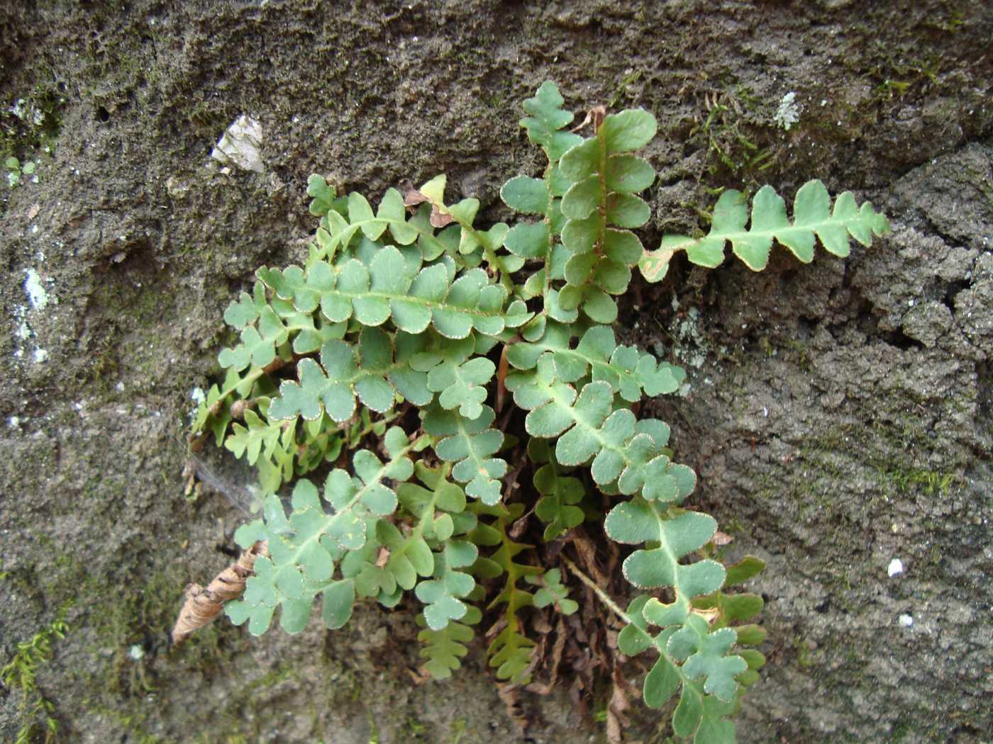 Image of Ceterach officinarum specimen.