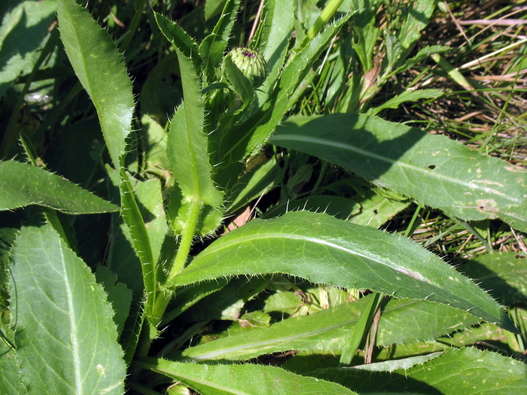 Image of Cirsium canum specimen.