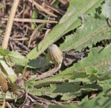 Taraxacum serotinum