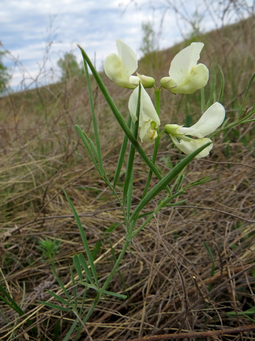 Изображение особи Lathyrus multijugus.