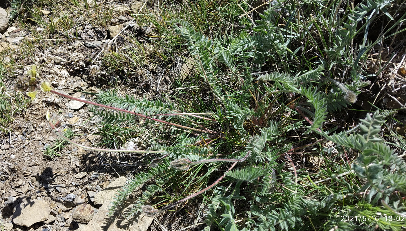 Image of Oxytropis macrocarpa specimen.