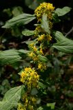 Solidago virgaurea