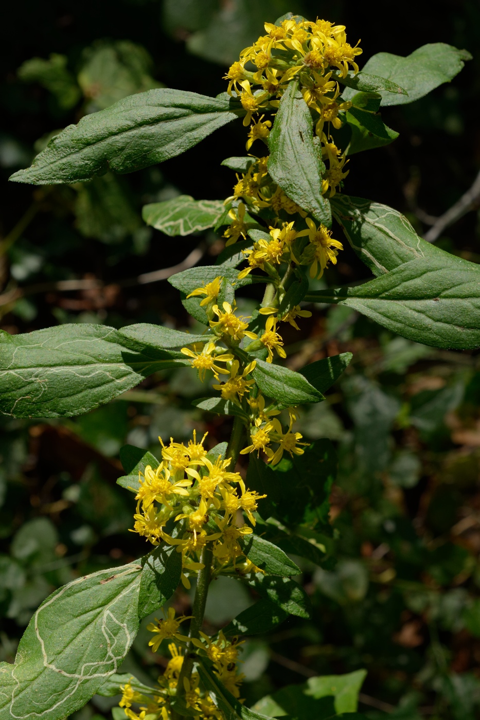 Image of Solidago virgaurea specimen.