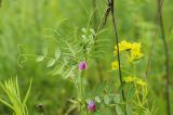 Vicia angustifolia