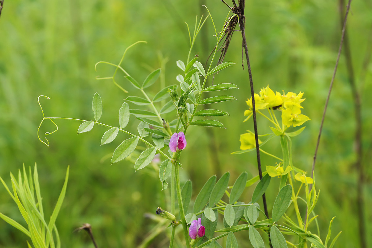 Image of Vicia angustifolia specimen.