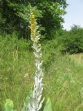 Verbascum pulverulentum