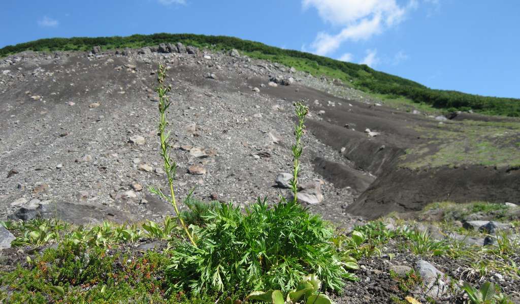 Изображение особи Artemisia arctica.