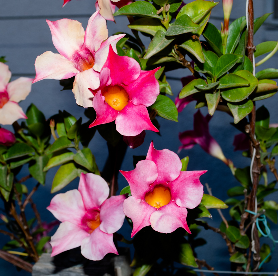 Image of Mandevilla sanderi specimen.