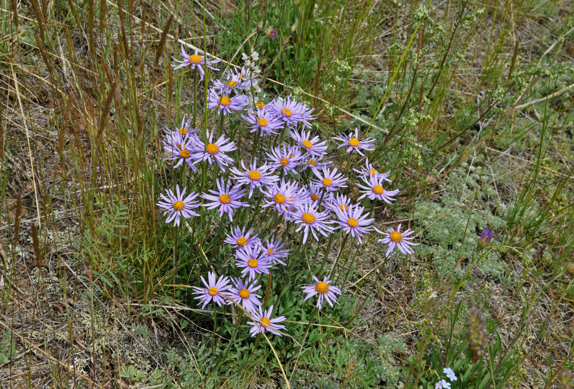 Image of Aster alpinus specimen.