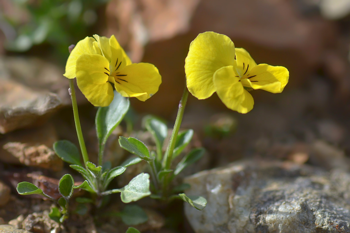 Image of Viola oreades specimen.