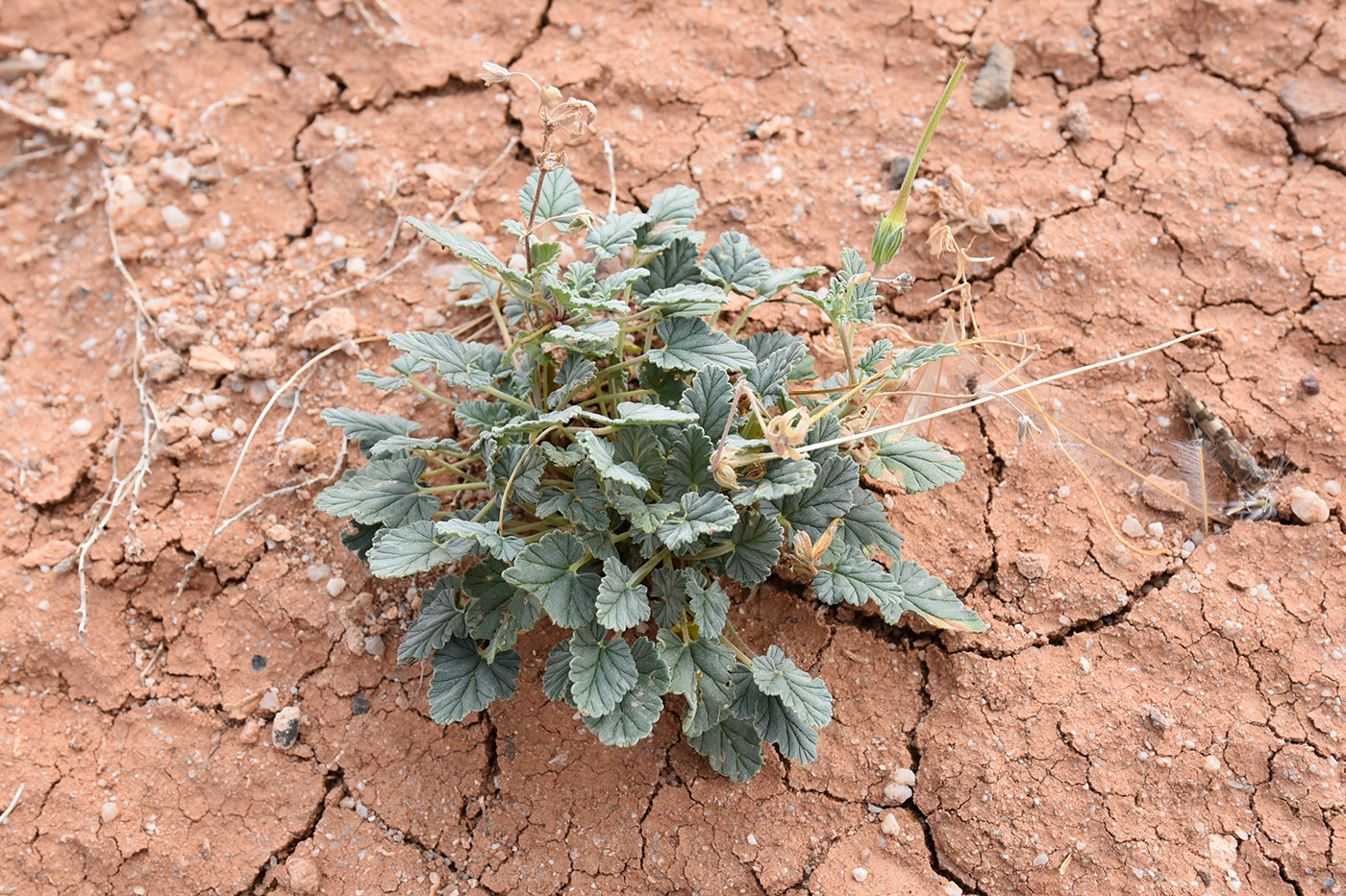 Изображение особи Erodium oxyrhynchum.