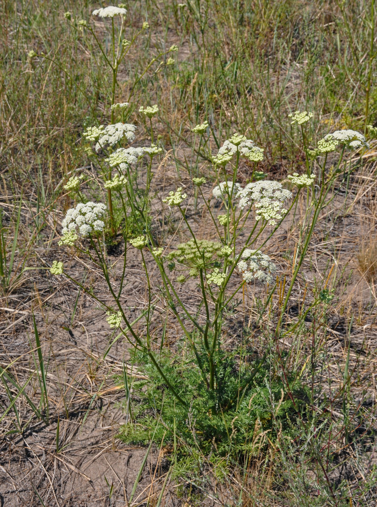 Изображение особи Kitagawia baicalensis.