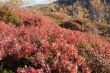 Vaccinium uliginosum. Заросли растений с листвой в осенней окраске. Мурманская обл., окр. г. Заозёрск, высота 314.9, южный склон, кустарничковая берёзовая лесотундра на скале. 21.09.2021.