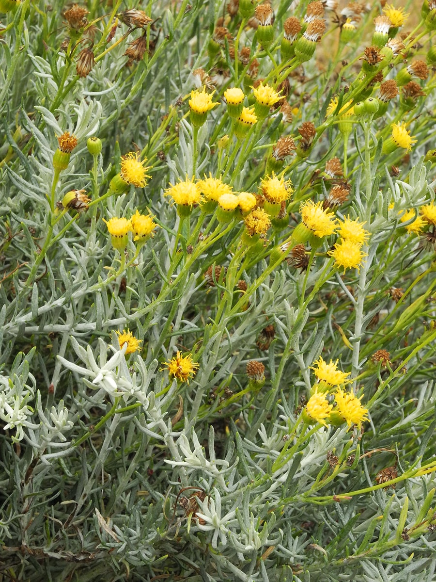 Изображение особи Senecio patagonicus.