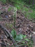 Platanthera bifolia