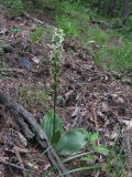 Platanthera bifolia. Цветущее растение. Северная Осетия, гор. округ Владикавказ, окр. с. Ниж. Ларс, гора Час, среднегорный лес. 20.06.2021.