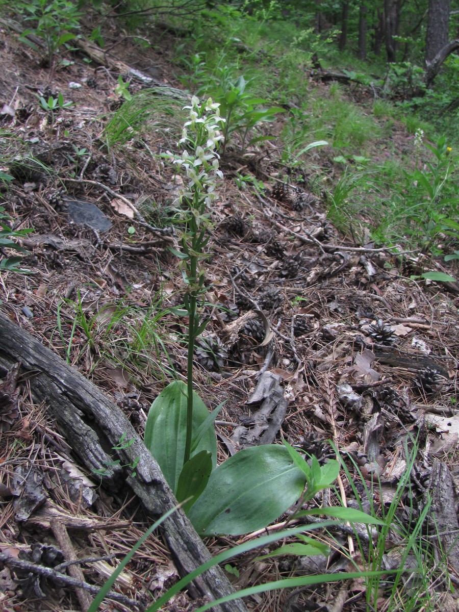 Изображение особи Platanthera bifolia.