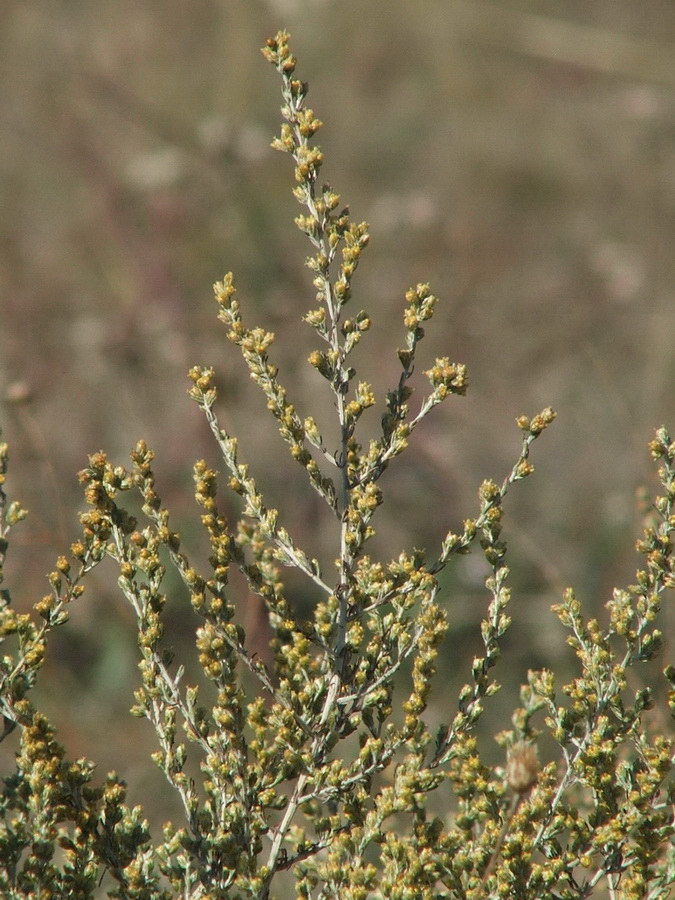 Изображение особи Artemisia taurica.