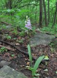 Dactylorhiza saccifera