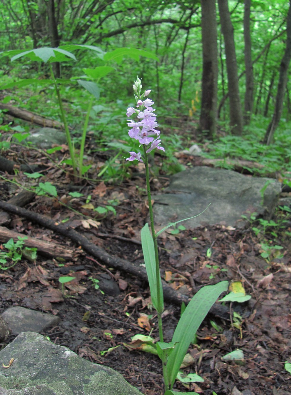 Изображение особи Dactylorhiza saccifera.