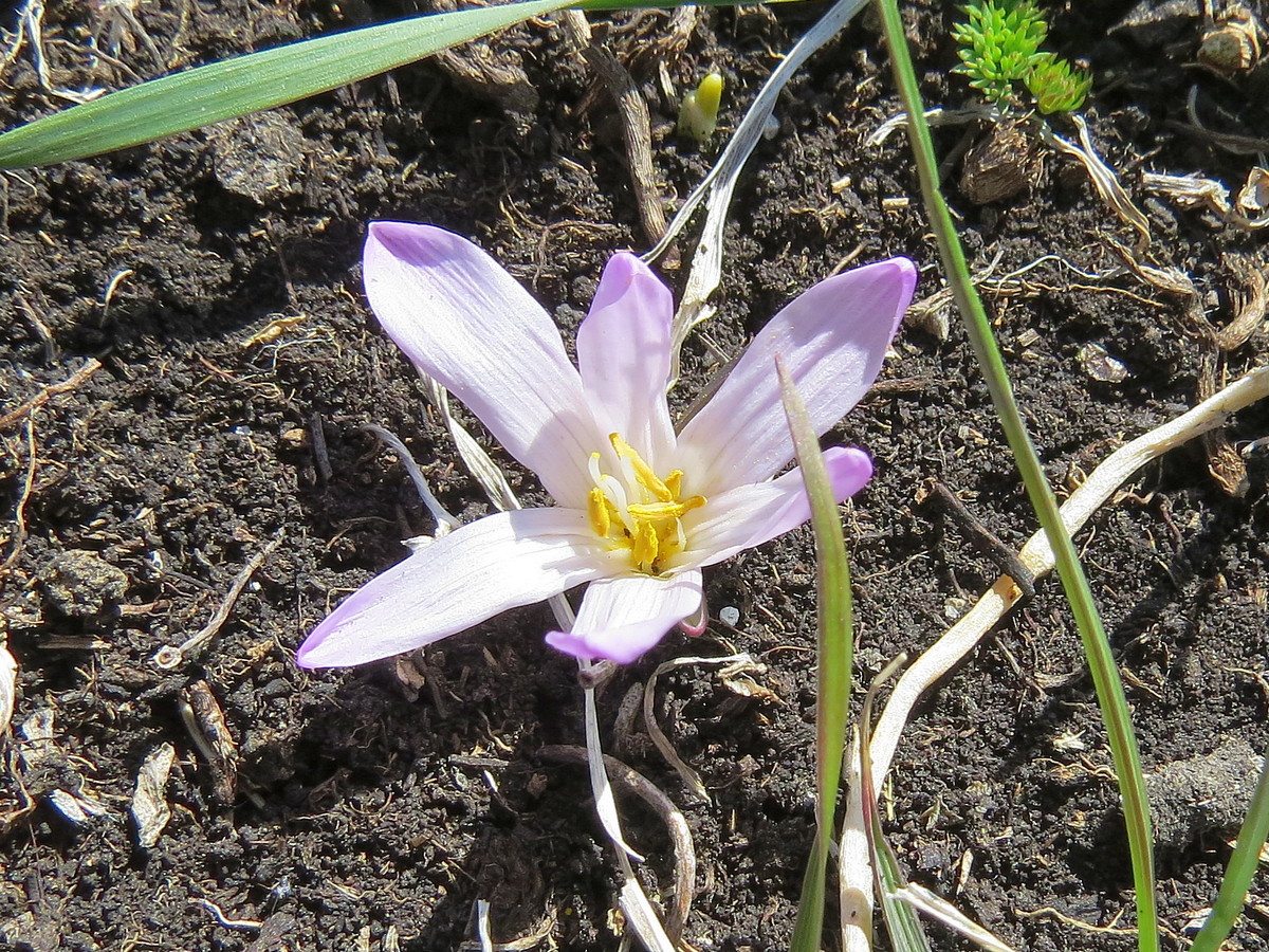 Image of Merendera trigyna specimen.