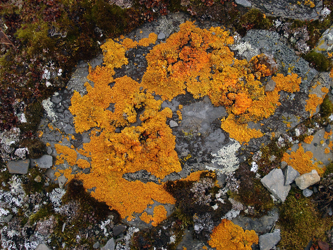 Изображение особи семейство Teloschistaceae.