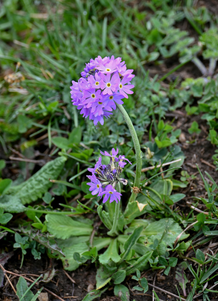 Image of Primula algida specimen.