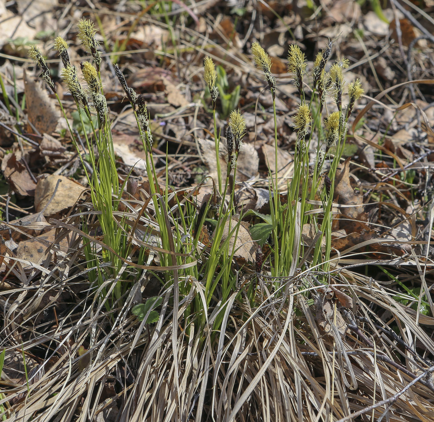 Изображение особи Carex ericetorum.