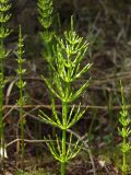 Equisetum arvense