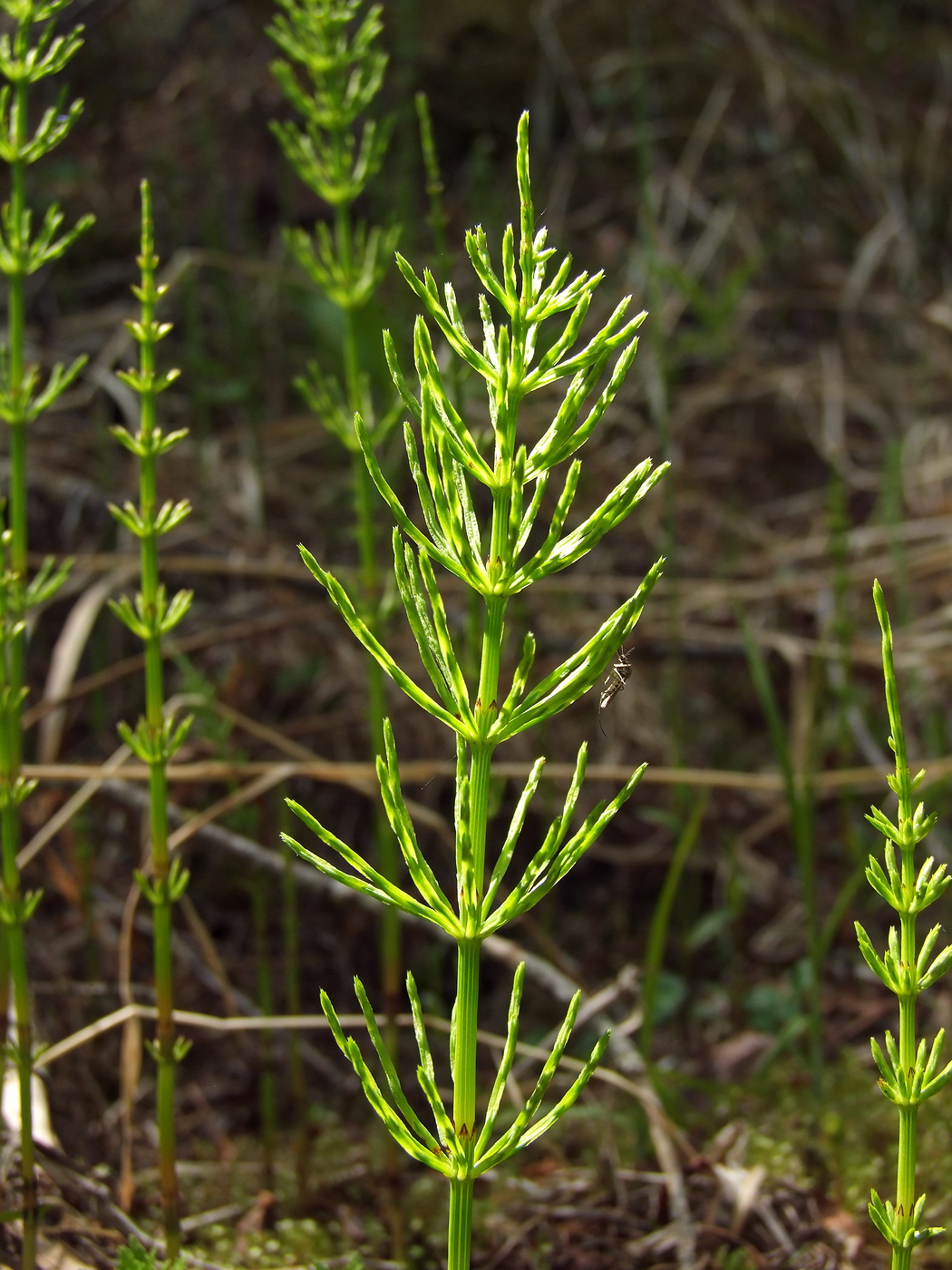 Изображение особи Equisetum arvense.