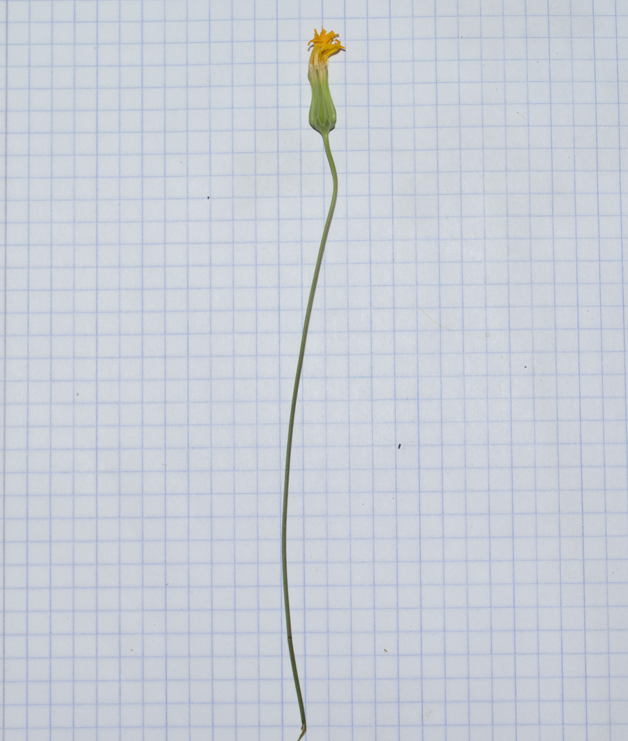 Image of Crepis palaestina specimen.