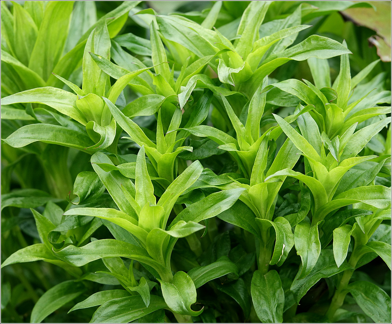 Image of Dianthus barbatus specimen.