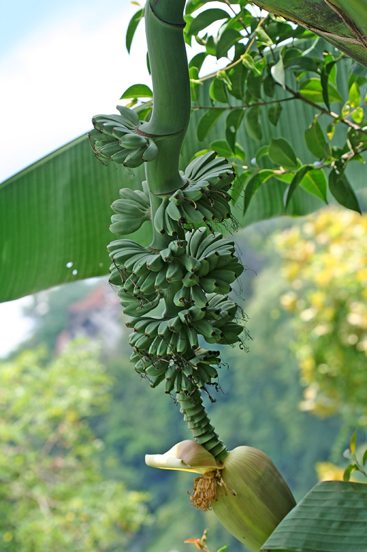 Image of Musa basjoo specimen.