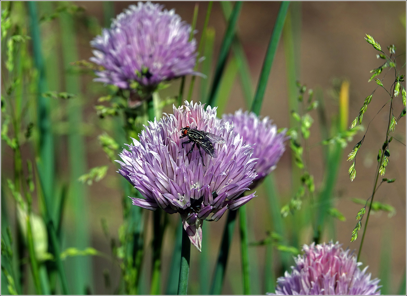 Image of Allium schoenoprasum specimen.