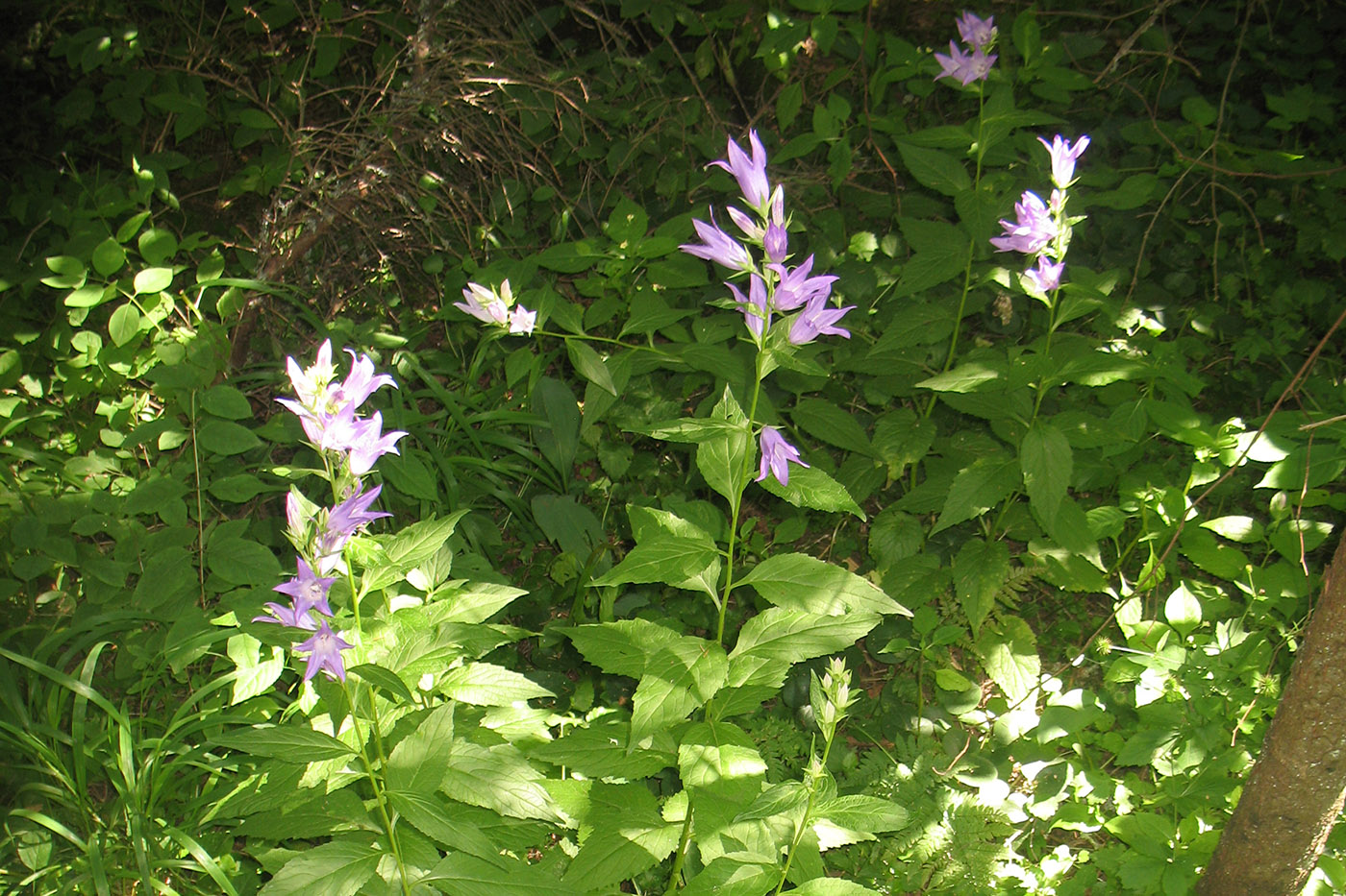 Image of Campanula latifolia specimen.