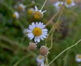 Tripleurospermum inodorum