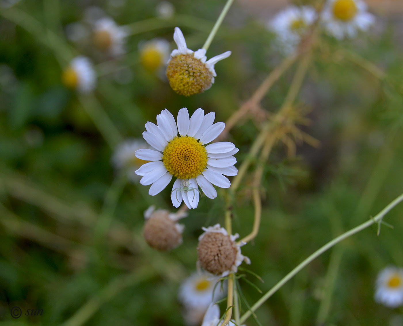 Изображение особи Tripleurospermum inodorum.