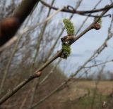 Salix cinerea