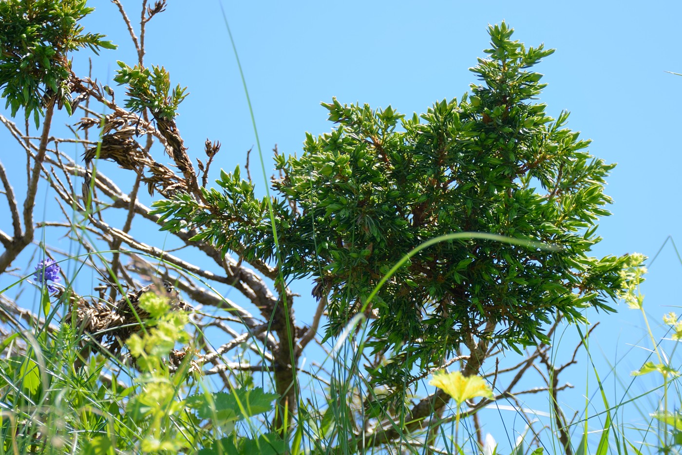 Image of Juniperus hemisphaerica specimen.