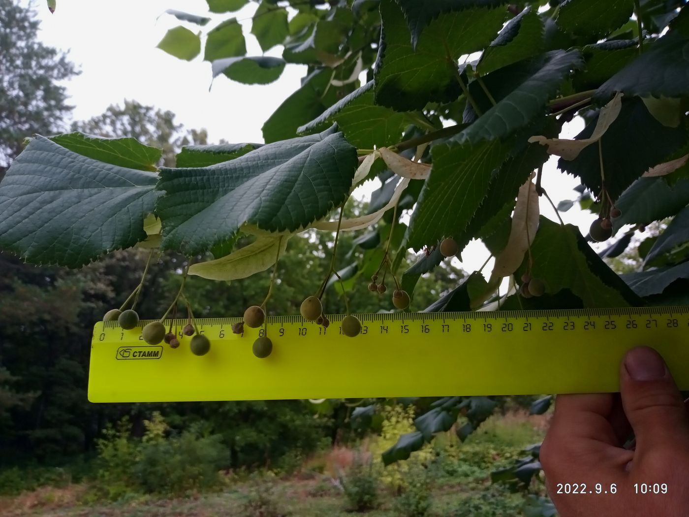 Изображение особи Tilia &times; europaea.