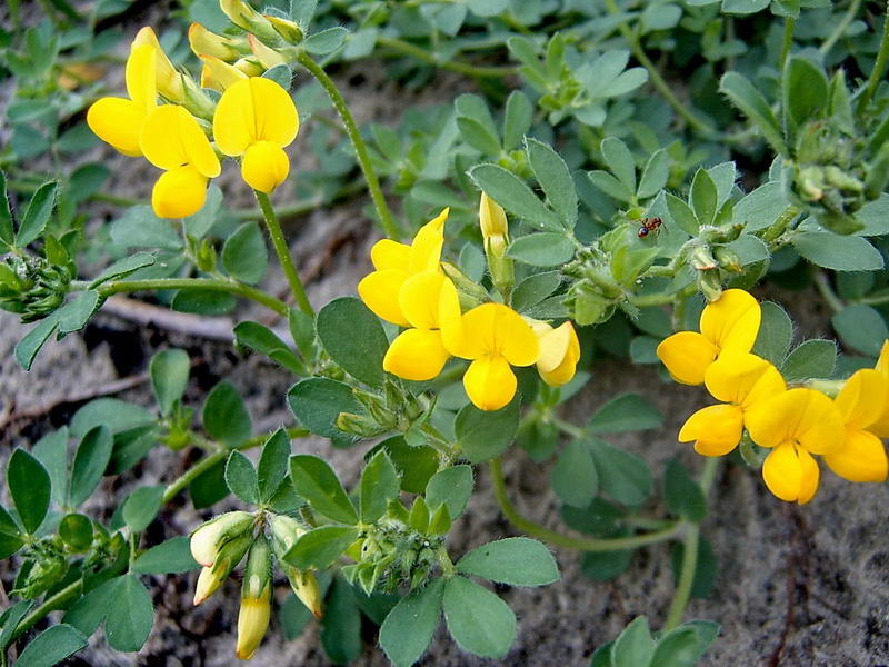 Image of Lotus zhegulensis specimen.