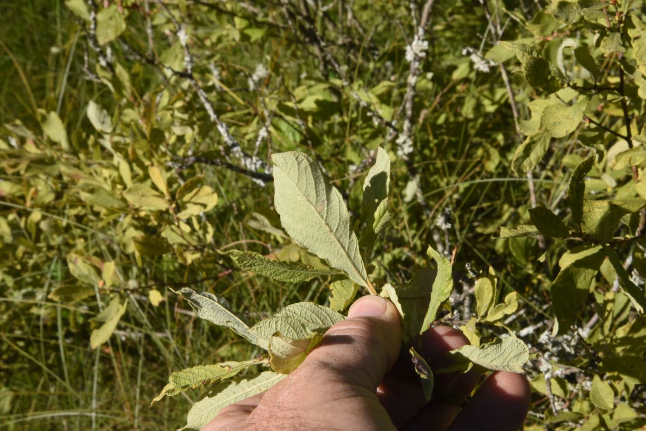 Image of Salix aurita specimen.