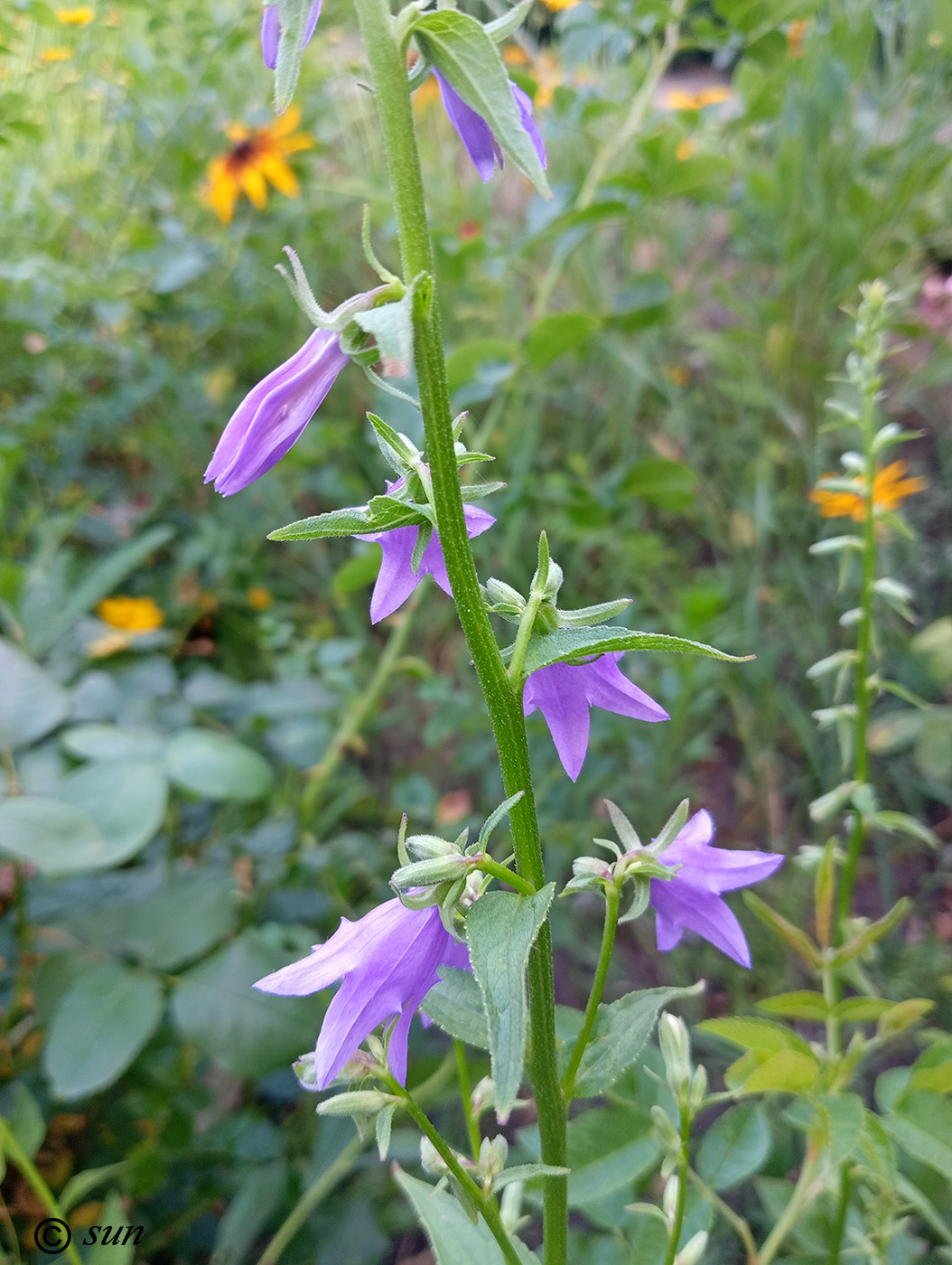 Image of Campanula rapunculoides specimen.