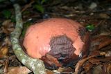 genus Rafflesia. Бутон. Малайзия, штат Саравак, национальный парк \"Бако\". 28.04.2008.