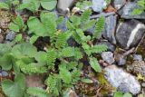 Polemonium boreale