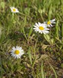 Bellis annua. Цветущие растения на влажной лужайке. Турция, пров. Анталья, национальный парк \"Олимпос-Бейдаглары\", окр. бухты Чиралы, Ликийская тропа, у берега моря. 01.01.2022.