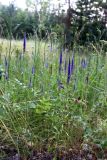 Veronica spicata